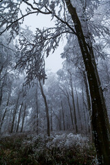 Frozen trees -  winter forest scene.