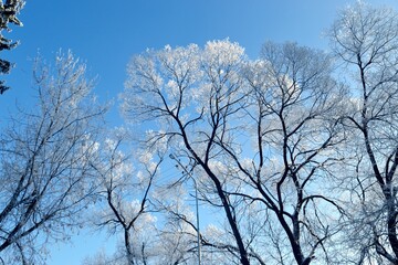 Obraz premium City Park. Winter contrast against the sky.