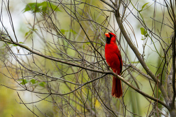 One male northern cardinal bird perched in on tree branch.  One colorful songbird 