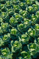 View of freshly organic cabbage in field