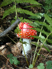 Nahaufnahme eines kleinen Fliegenpilzes (Amanita muscaria), versteckt hinter Farnblättern