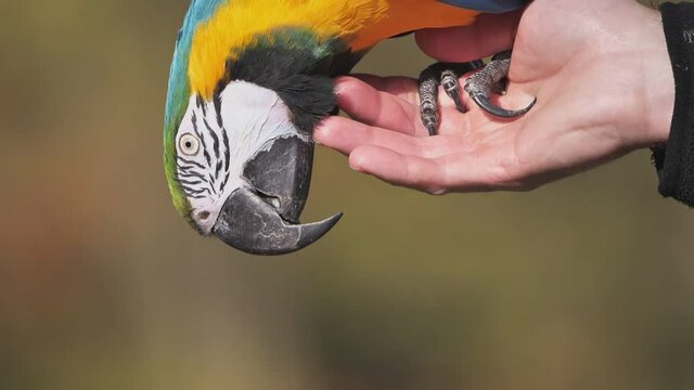 ein ara sitzt auf einer hand und knabbert an der hand,  ara ararauna, zeitlupe