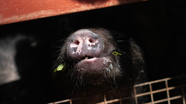 Hocico de puerco asom&aacute;ndose por una rendija