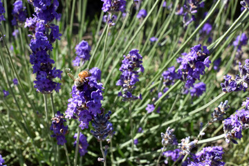 Obraz premium ラベンダーと蜂