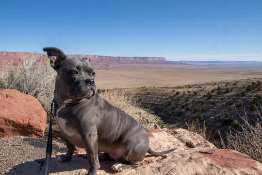 Dog Cyn