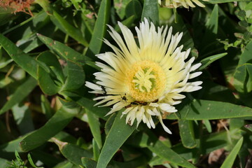 Gelbe Mittagsblume, Pferdefeige oder Hottentottenfeige (Carpobrotus edulis). Das Natürliches Verbreitungsgebiet: Südafrika. 