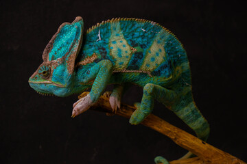 green Yemeni chameleon male sits on a brown branch looking at the camera on a black background
