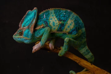  green Yemeni chameleon male sits on a brown branch looking at the camera on a black background © Стас Давыденко
