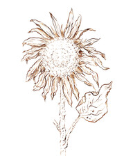 Sketch of sunflower, ink illustration.