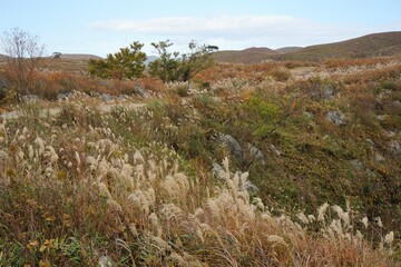 The landscape of Akiyoshi plateau in Akiyoshidai Kokutei Koen, Akiyoshidai National Park, in Yamaguchi, Japan - 秋吉台 日本	