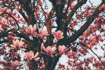 Pink magnolia tree in bloom, close up. Spring blossoms.