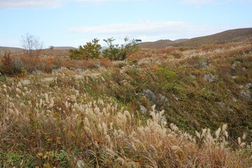 The landscape of Akiyoshi plateau in Akiyoshidai Kokutei Koen, Akiyoshidai National Park, in Yamaguchi, Japan - 秋吉台 日本	
