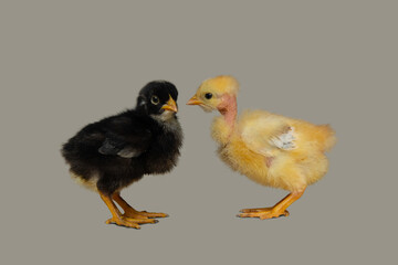 Yellow and black Chicken chicks , High quality photography, Pets photography