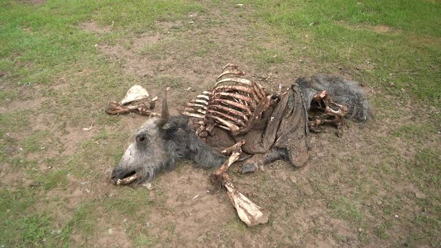 Old Dead Animal Carcass That Died Naturally in Meadow.Carrion putrefaction decay rot decomposition corruption rottenness rotten dead deceased defunct lifeless inanimate exanimate gone departed cadaver