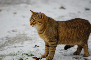an adult ginger cat is standing on the ground on the ice, winter or spring weather, frost. pet on the street. homeless cat. Close-up of a beautiful ginger tabby cat on the snow in the village