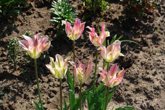 A close up of delicate tulips of the 'Florosa' variety (Viridiflora Tulip) in full bloom in the garden. Tulips with pale pink petals, a creamy base and lime-green highlights