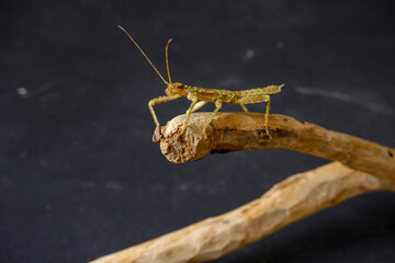 green stick insect master of disguise sits on brown branch with black background