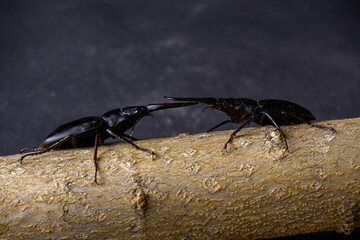 two black deer beetles fighting on a beige branch dark background tree bark