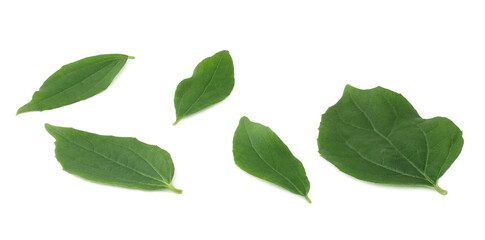 Obraz premium The Jasmine leaves isolated on white background
