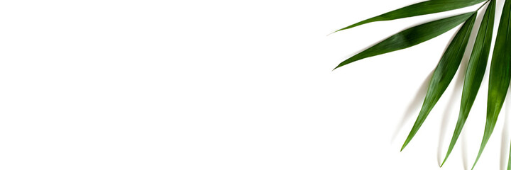 Header with green palm leaf on a white background. Trendy jungle concept with place for text.