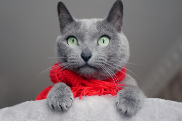 Portrait of a Russian blue cat in a red scarf looking surprised. Christmas mood concept.