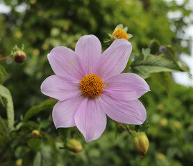 Fototapeta premium Flor de color Fucsia 