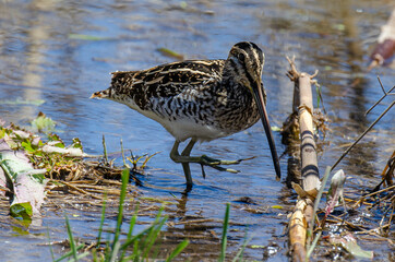 Bécassine des marais,.Gallinago gallinago, Common Snipe