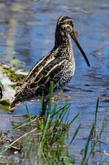 Bécassine des marais,.Gallinago gallinago, Common Snipe