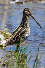 Bécassine des marais,.Gallinago gallinago, Common Snipe