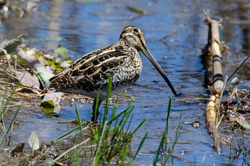 Bécassine des marais,.Gallinago gallinago, Common Snipe