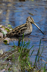 Bécassine des marais,.Gallinago gallinago, Common Snipe