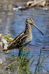 Bécassine des marais,.Gallinago gallinago, Common Snipe