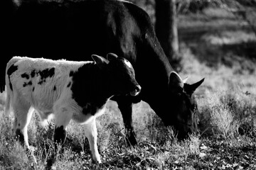 Baby cow with mom on beef cattle farm, animals in black and white walk through pasture.