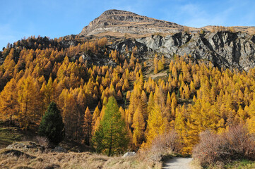 Golden larches can be found all around Zermatt in autumn.