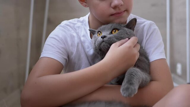 Smile Boy Sit On Floor, Hugs Gray British Cat, Plays. Love to Pet Animals