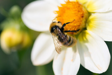 A bumblebee insect collects pollen on a flower with white petals and a yellow center in a summer garden. Macro.