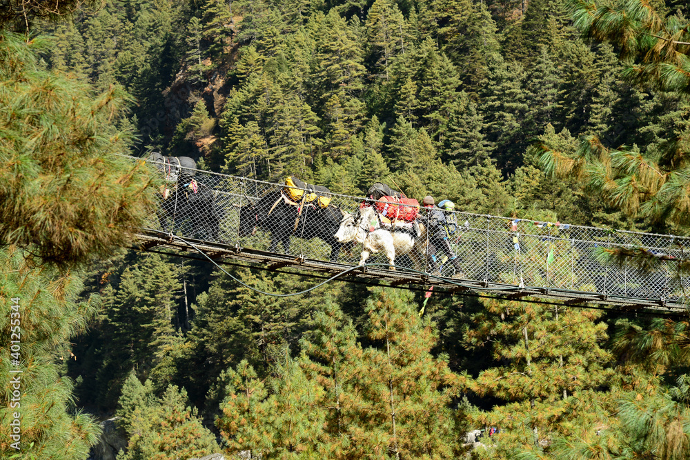 Wall mural Yaks carrying duffel bags over one of the many suspension bridges in the Dudh Koshi valley.