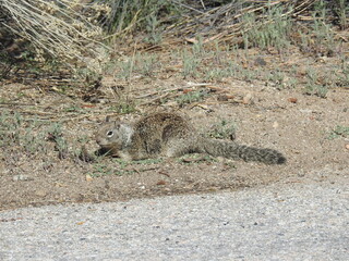 California ground squirrel enjoying a beautiful day in the San Bernardino Mountains, California. 