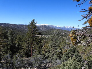 Scenic landscape of the San Bernardino National Forest, California. 