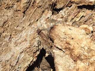Western fence lizard perched on an old withered tree in the San Bernardino Mountains, California.