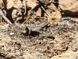 Western fence lizard perched on an old withered tree in the San Bernardino Mountains, California.