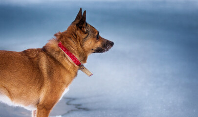 ginger dog looks at the snow in winter