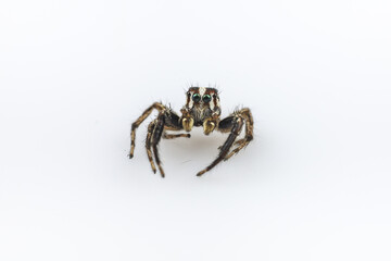 Jumping spider Male Plexippus petersi on white background 