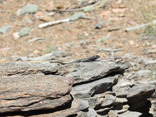 A western fence lizard sunbathing on a layer of jagged, granite rock, in the San Bernardino National Forest, California. 