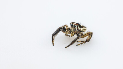Jumping spider Male Plexippus petersi on white background 