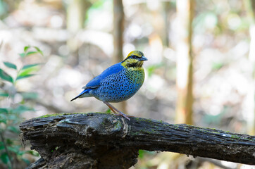
blue pitta It is a colorful bird. Found in dense, sparse forests. It feeds on earthworms and other ground-borne insects, which can be achieved by flying and leaping at short distances while feeding 