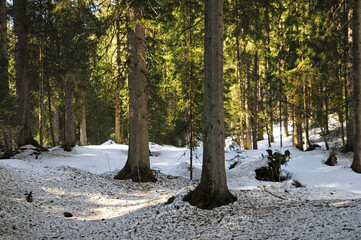 Thawing snow in the woods around Gerschnialp. 