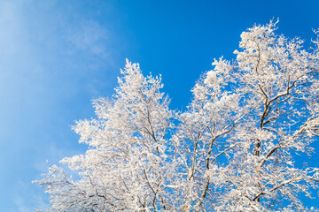 Trees covered in brilliant white ice and snow against bright blue sky in winter