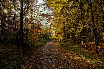herbstlicher Waldweg