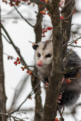 Opossum, Didelphis virginiana, in bare tree with ornamental berries in winter